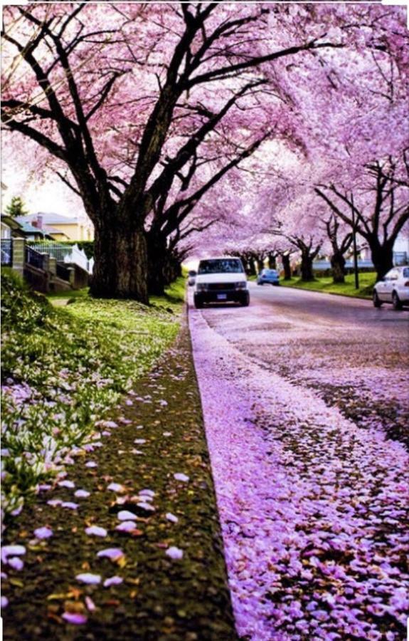 Dunbar Home Vancouver Esterno foto
