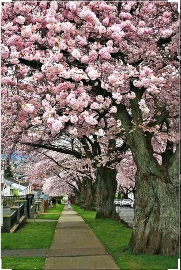Dunbar Home Vancouver Esterno foto